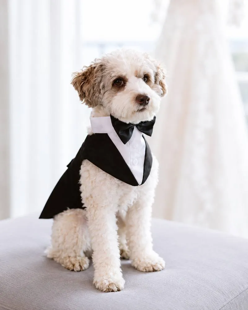 Cocoa, Dr. Haykani's toy poodle, in a tuxedo